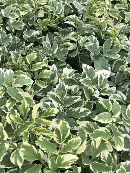 6x Bont zevenblad - Aegopodium podagraria 'Variegatum' | 9x9 cm pot