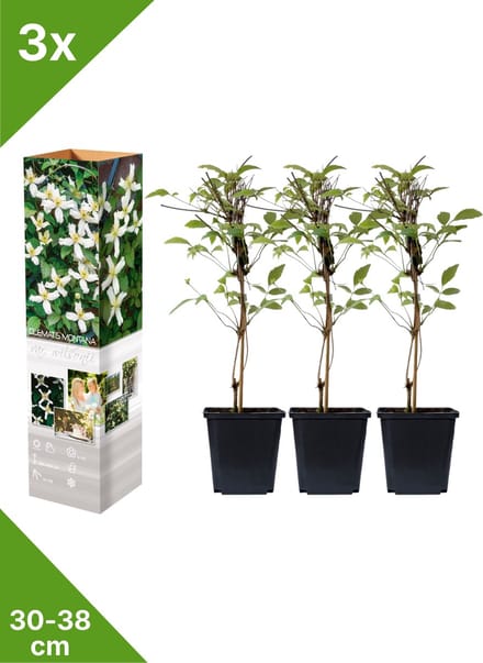 GARDENZO - 3x Bosrank Wit - Clematis montana 'Wilsonii' - in P9 pot