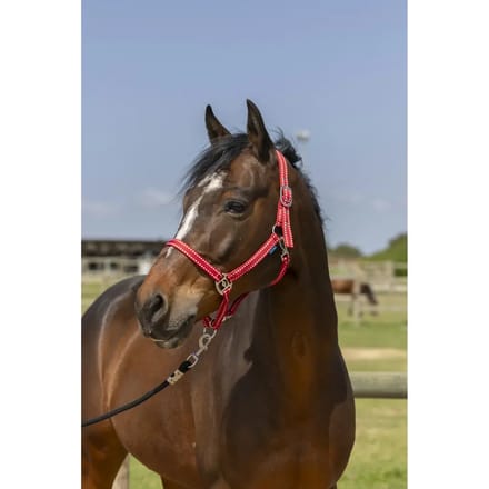 Halster voor paarden Norton Grooming
