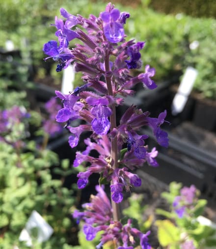 6 x Nepeta racemosa 'Grog' - Kattekruid - P9 Pot (9 x 9cm) - Dima Vaste Planten