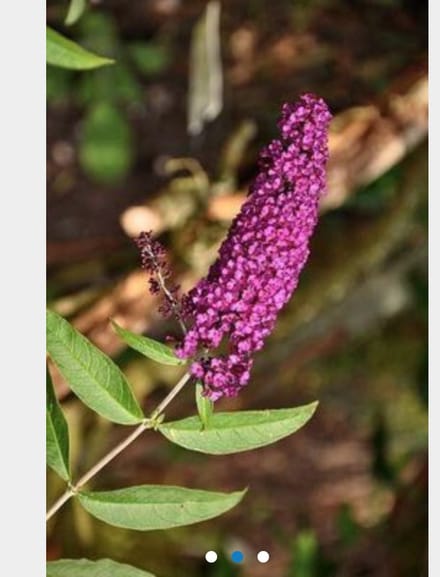 Buddleja davidii 'Royal Red' - Vlinderstruik 40 - 60 cm in pot