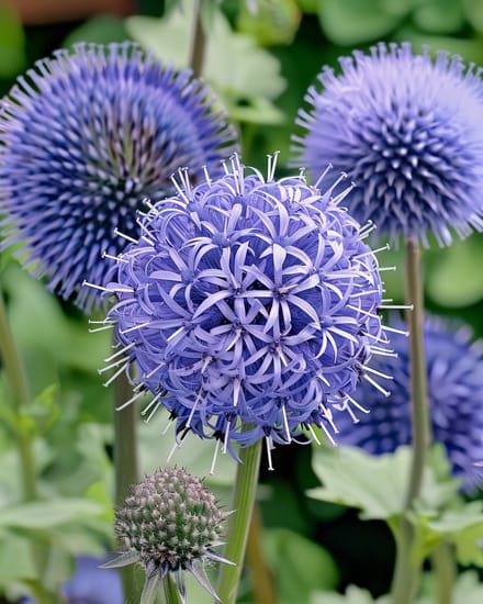 2 sets - Kogeldistel Zaden Echinops Ritro Meerjarig Blue Globe