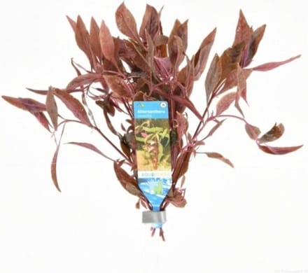 Moerings Alternanthera Sessilis | Koperkleurig papegaaienblad | in Terracotta Ring