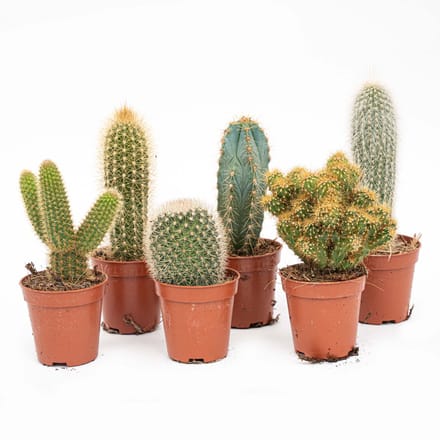 Cactus Set van 12 - ↑ 8–12 cm