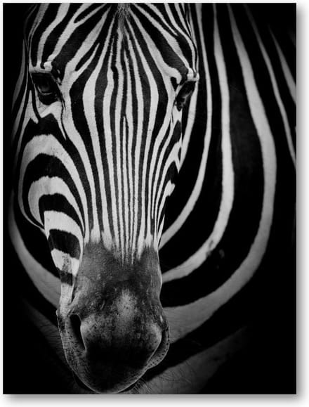 Zebra op donkere achtergrond - 50x70 Forex Staand - Dieren - Minimalist
