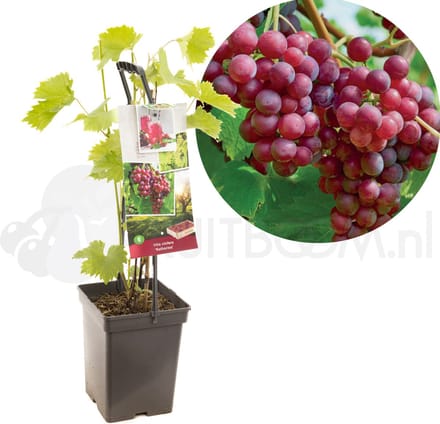 Vitis vinifera Katharina | roze druif | Ø 18 cm