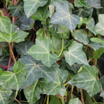 Klimop - Hedera hibernica 50-60 cm