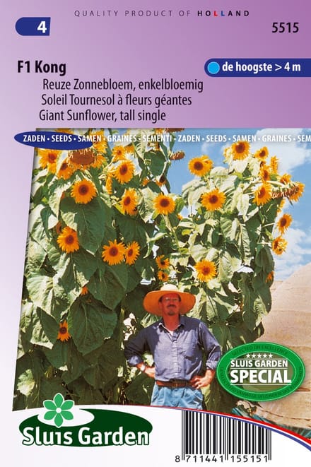 Sluis Garden - Zonnebloem Kong F1 (Helianthus annuus)