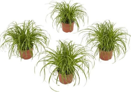 4 stuks Kattengras - Cyperus Alternifolius 'Zumula' 20cm hoog