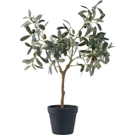 Kamerplant House Nordic Olive Tree