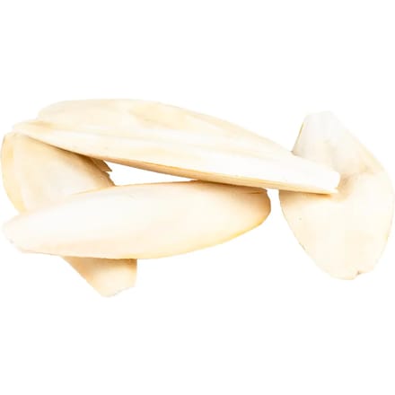 Coquille Os van Inktvis Witte Molen