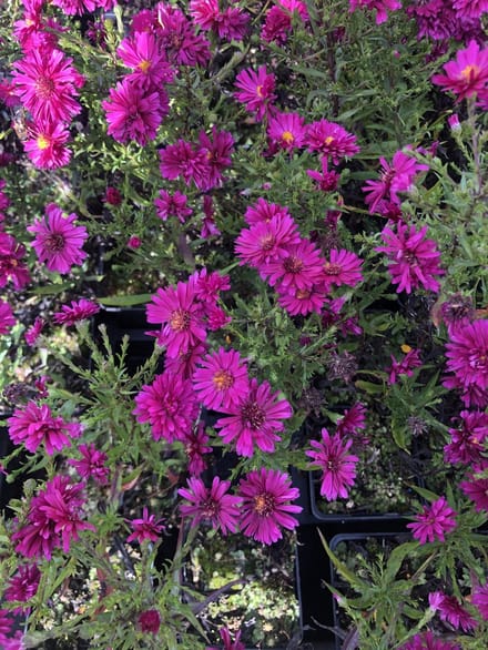 6x belgii 'Royal Ruby' - Herfstaster - Aster novi | 9x9 cm pot