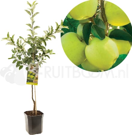 Appelboom Malus domestica Golden Delicious - Gele handappel