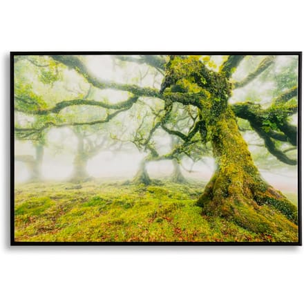 Muurdecoratie sterrenprint met frame bos Mauro Ferretti Laccata