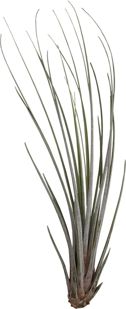 Tillandsia Juncea - Terrariumplant
