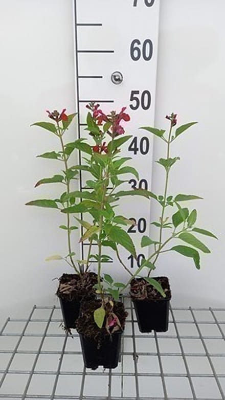 6x Struiksalie - Salvia microphylla (grahamii) | 9x9 cm pot