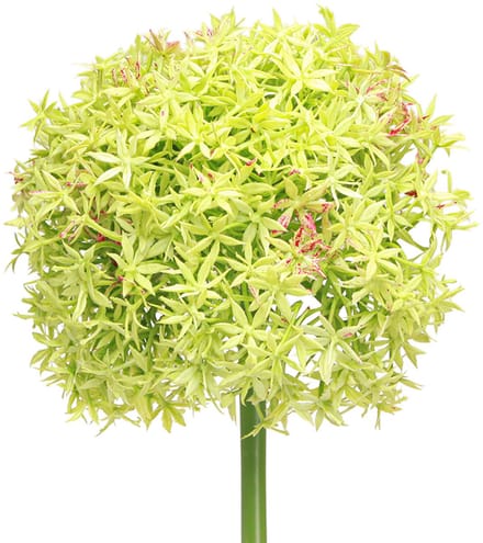 Allium groene bloem kunst sierui Ø18cm 90cm