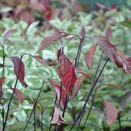 Witte Kornoelje - Cornus Alba ''Kesselringii' 60-80 cm
