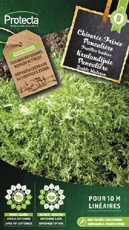 Protecta Groente zaden: Krulandijvie Pancalière