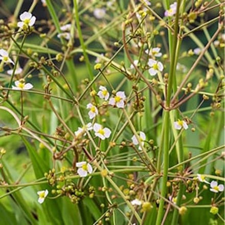 Moerings Alisma Lanceolata | Smalbladige Waterweegbree | In 9CM pot