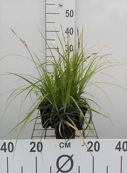 6x Zegge - Carex osh. J.s. Greenwell' | 9x9 cm pot