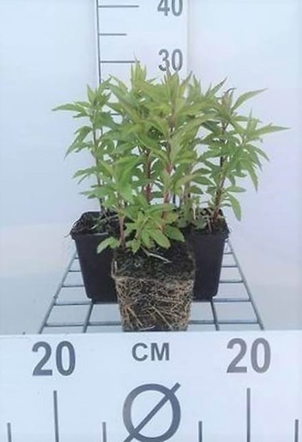 6x Leverkruid - Eupatorium cannabinum | 9x9 cm pot