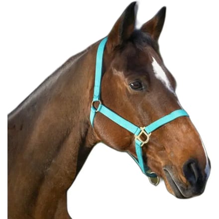 Paardenhalster met gespen Norton