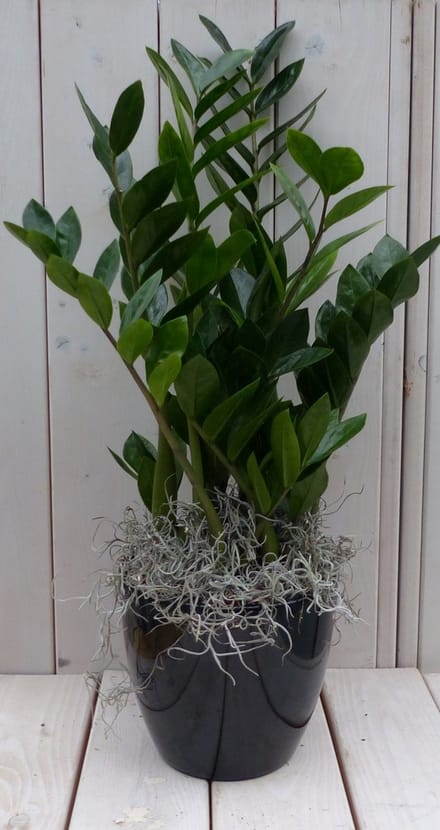 Zamioculcas in zwart/antraciete pot 55 cm