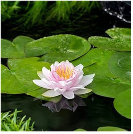 Moerings Nymphaea Hollandia | Waterlelie | In 11CM pot