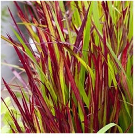 Moerings Imperata Red Baron | Japans Bloedgras | In 9CM pot - Rood