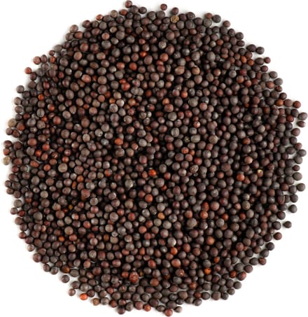 Zwarte Mosterd Zaden Geheel Bio - Bruin Mosterd Zaad Kruidig Ingrediënt - 700 gram