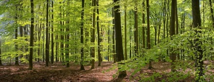 Fotobehang Beukenbos in het voorjaar 450 x 260 cm - € 295,--