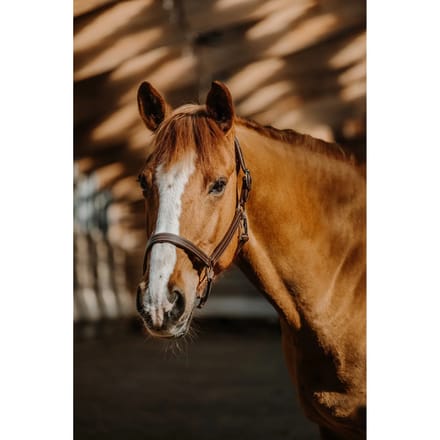Halster voor paarden Norton US