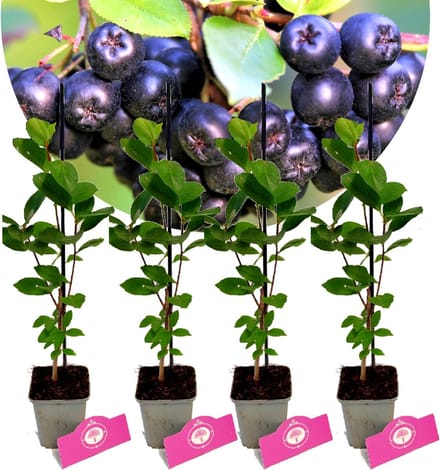 Set van 4 Zwarte appelbessen - Aronia prunifolia 'Viking' - Hoogte 25cm - 9cm pot