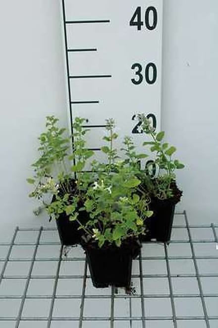 6x Kattekruid - Nepeta racemosa 'Snowflake' | 9x9 cm pot