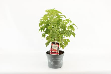 Compacte fruitplant - Rubus idaeus 'Little Sweet Sister'® - Rode Framboos - hoogte 30-40 cm