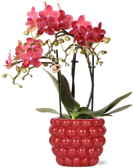 rode Phalaenopsis orchidee – Congo + Berry sierpot