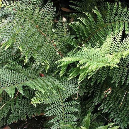 6 x Polystichum Setiferum 'Dahlem' - Schildvaren pot 9x9cm - Wintergroene varen