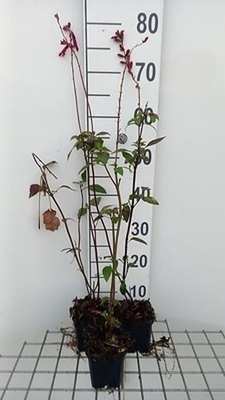 6x Salie - Salvia 'Wendy's Wish' | 9x9 cm pot