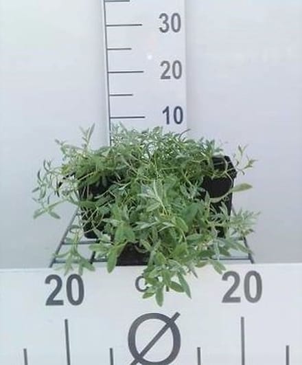6x Hoornbloem - Cerastium tomentosum | 9x9 cm pot