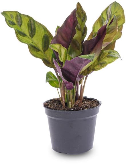 Calathea Lancifolia - Pauwenplant - Terrarium plant
