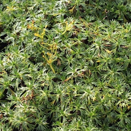 6 x Azorella Trifurcata - Azorelle pot 9x9cm - Kussenvormende bodembedekker