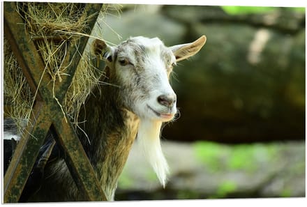Forex - Witte Geit met Hooi - 90x60cm Foto op Forex
