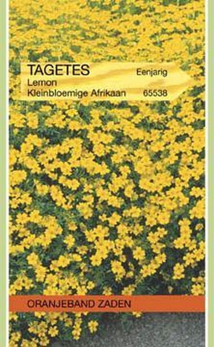 Oranjebandzaden -  Tagetes, Afrikaan Lemon kleinbloemig, geel