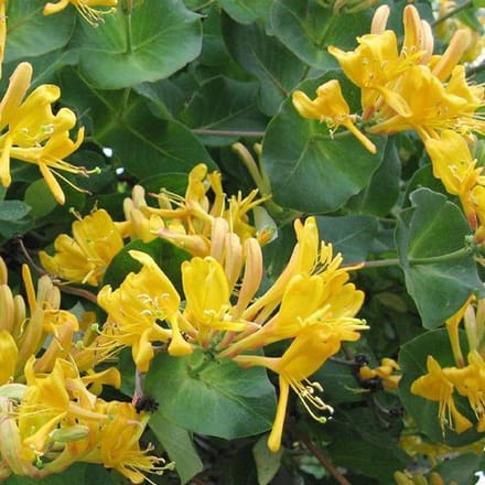 Lonicera Tellmanniana - Kamperfoelie 50-60 cm in pot