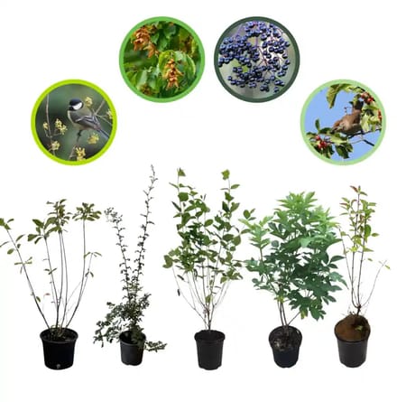 Vogelhaag pakket in pot 40-60 cm