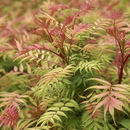 Sorbaria sorbifolia 'Sem' - Lijsterbesspirea 30-40 cm in pot