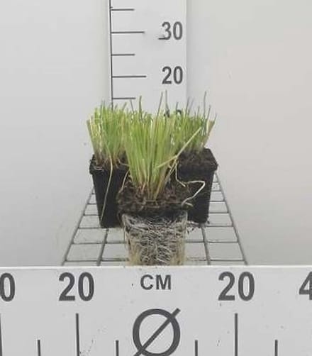 6x Bieslook - Allium schoenaprasum | 9x9 cm pot
