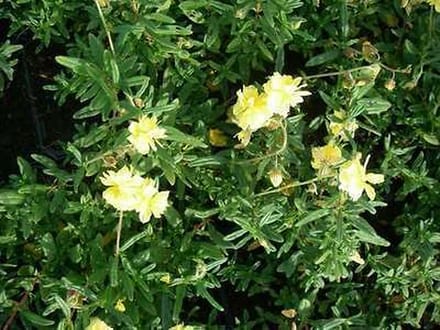 6x Zonneroosje - Helianthemum hybr. 'Sulph. Plenum' | 9x9 cm pot