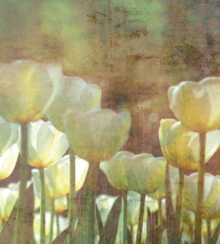 Fotobehang - White Tulips Abstract 225x250cm - Vliesbehang